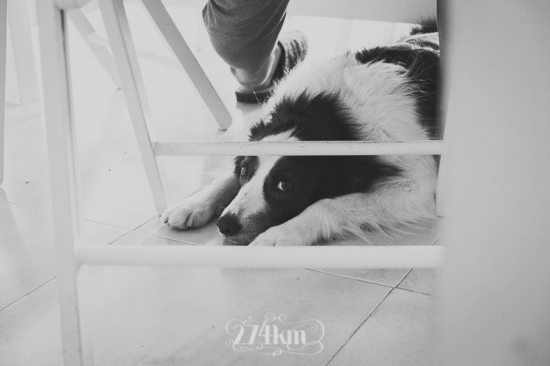 vivir con perro border collie (27) vivir con perro border collie (27)