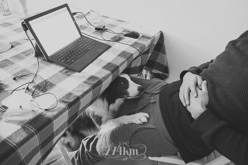 vivir con perro border collie (26) vivir con perro border collie (26)