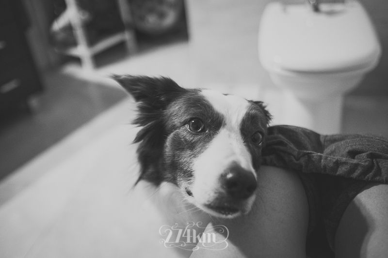 vivir con perro border collie (25) vivir con perro border collie (25)