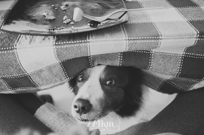 vivir con perro border collie (20) vivir con perro border collie (20)