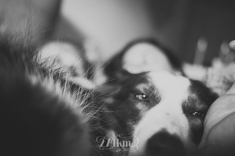 vivir con perro border collie (18) vivir con perro border collie (18)