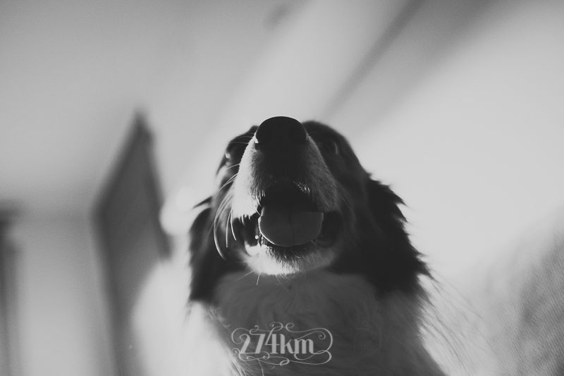 vivir con perro border collie (16) vivir con perro border collie (16)