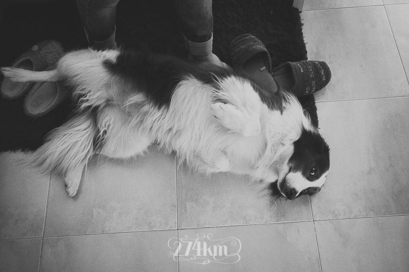 vivir con perro border collie (14) vivir con perro border collie (14)