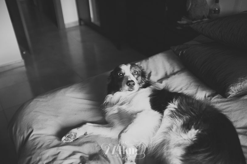 vivir con perro border collie (13) vivir con perro border collie (13)