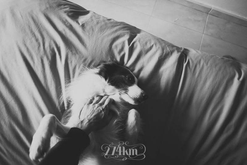 vivir con perro border collie (12) vivir con perro border collie (12)