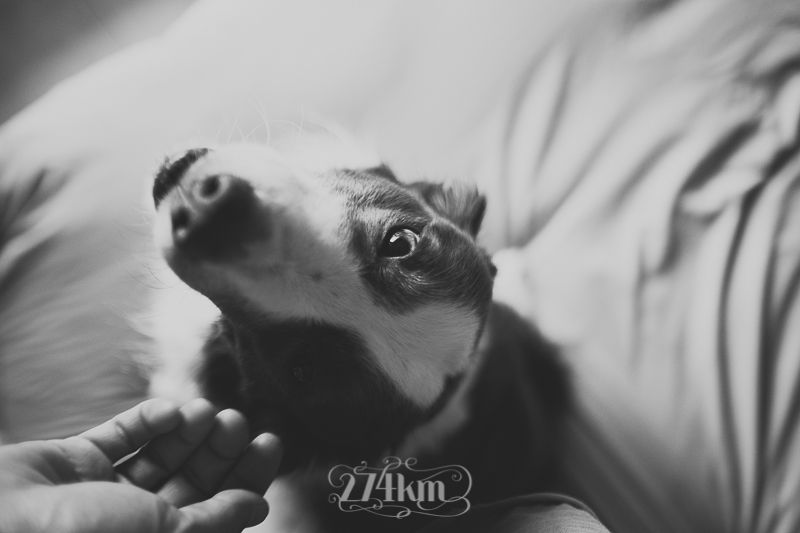 vivir con perro border collie (11) vivir con perro border collie (11)