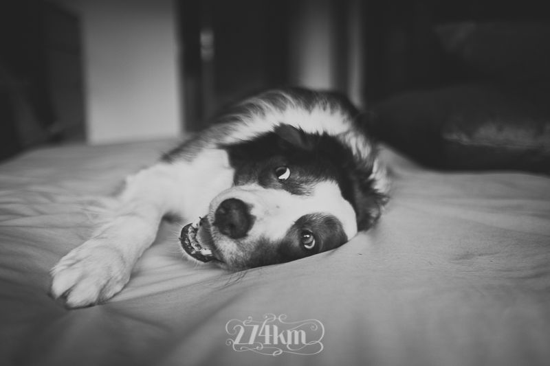vivir con perro border collie (9) vivir con perro border collie (9)