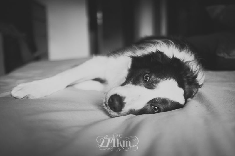 vivir con perro border collie (7) vivir con perro border collie (7)