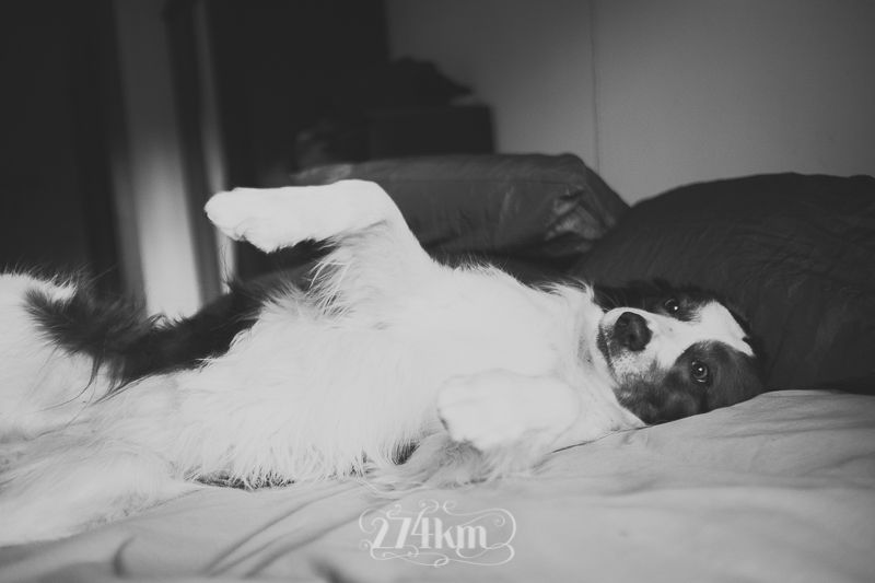 vivir con perro border collie (5) vivir con perro border collie (5)